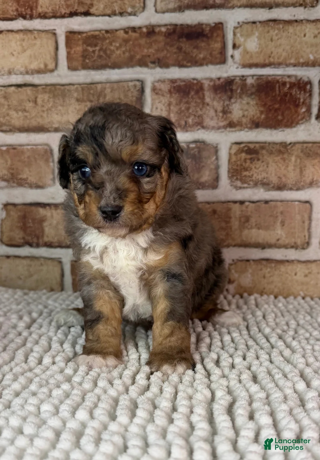 Mini Aussiedoodle dogs for sale: Tipsy - Ad 1