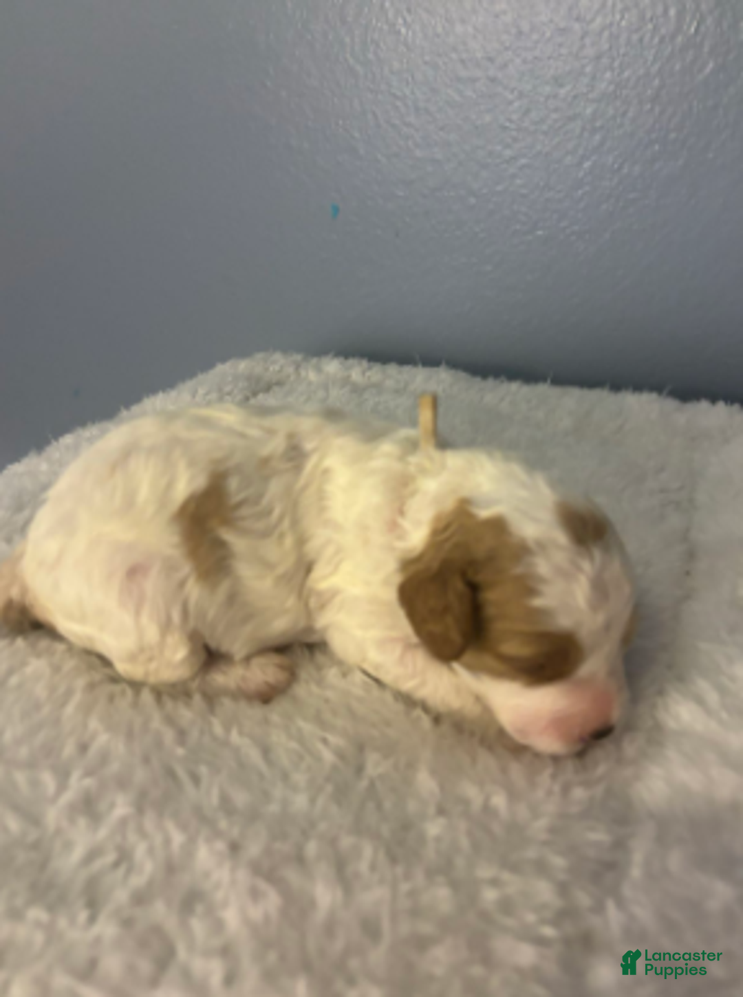 Cavapoo dogs for sale: Frosty - Ad 2