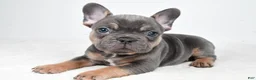 French Bulldog dogs for sale: Buddy - Ad 4