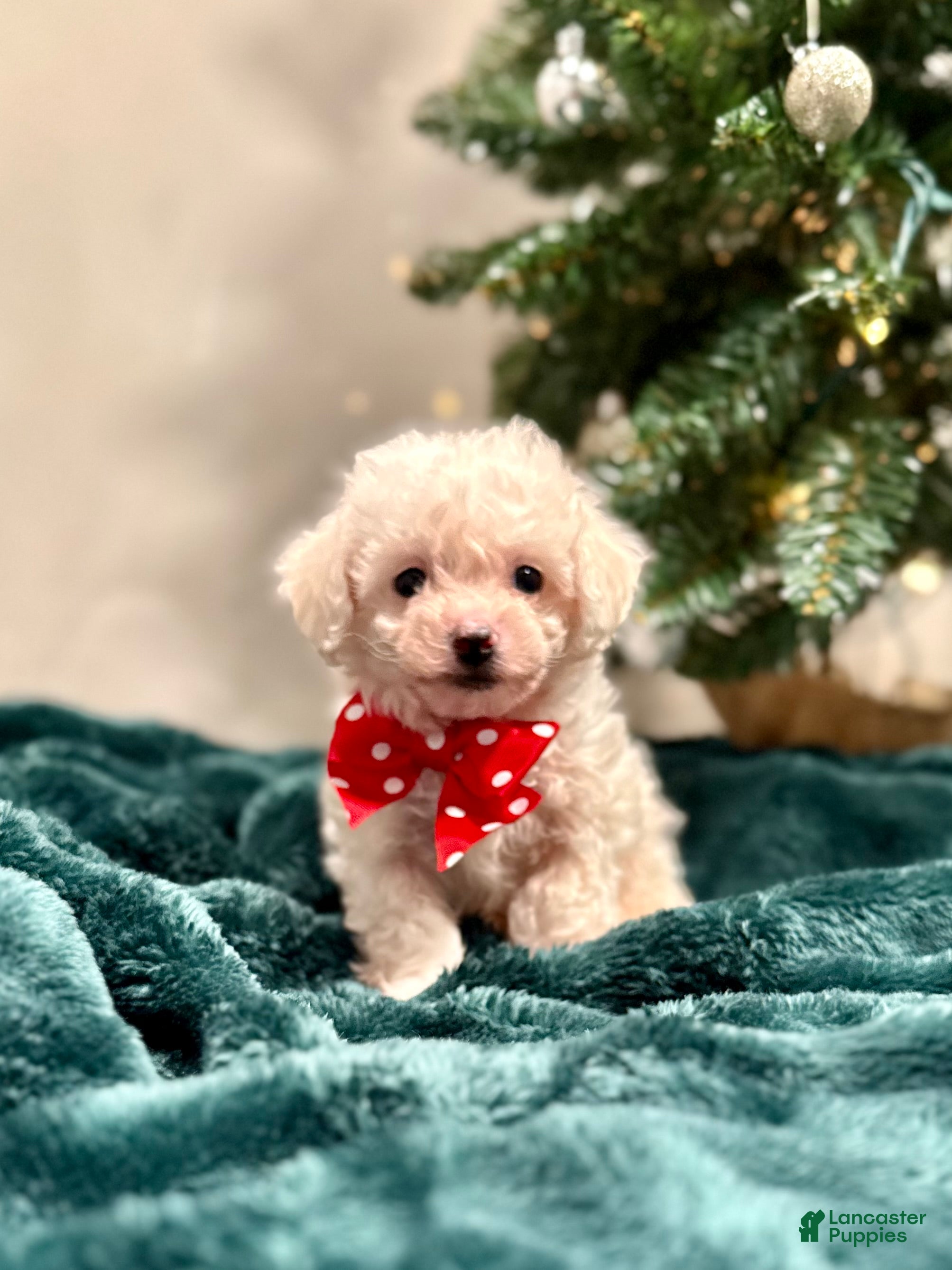 Bichon Frise dogs Cody ACA - Ad 14