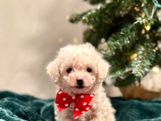 Bichon Frise dogs Cody ACA - Ad 14