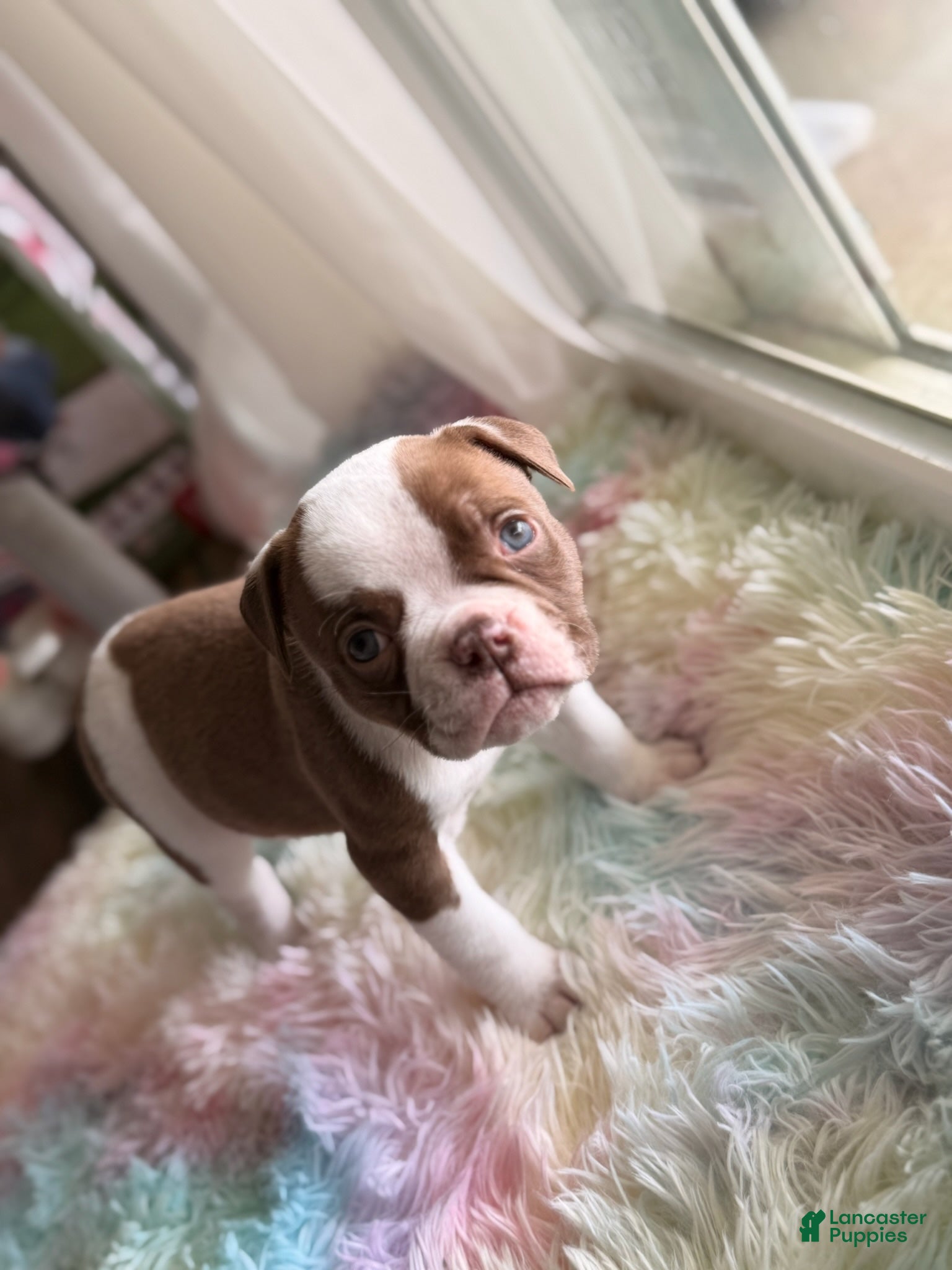 American Bulldog dogs for sale: American Bulldog Puppy 2 - Ad 2