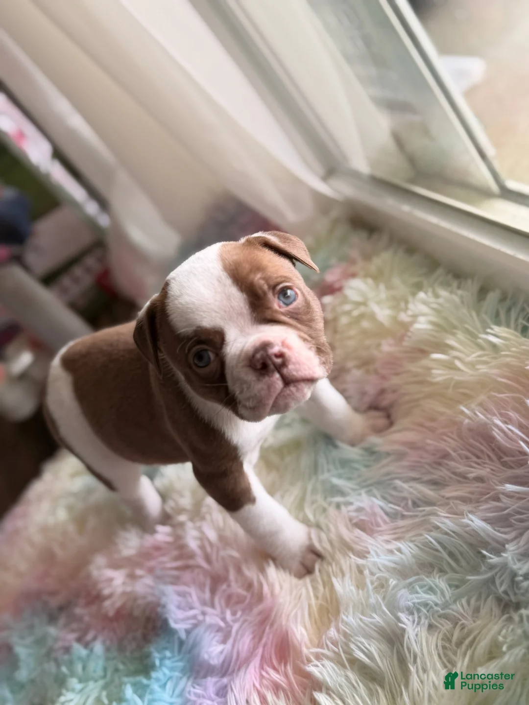 American Bulldog dogs for sale: American Bulldog Puppy 2 - Ad 1