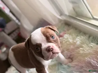 American Bulldog dogs for sale: American Bulldog Puppy 2 - Ad 2