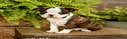 Boston Terrier dogs for sale: Davy - Ad 5