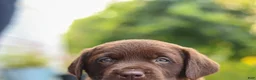 Labrador Retriever dogs for sale: Haven - Ad 10