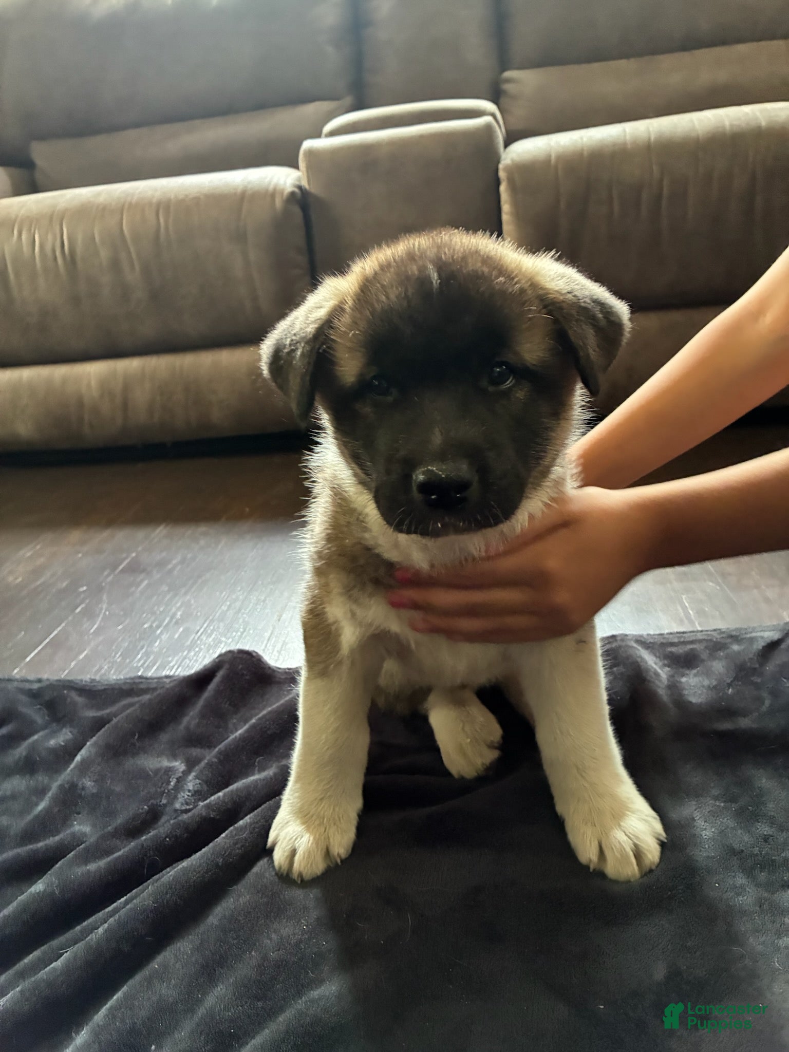 Akita dogs Akita 3 - Ad 26