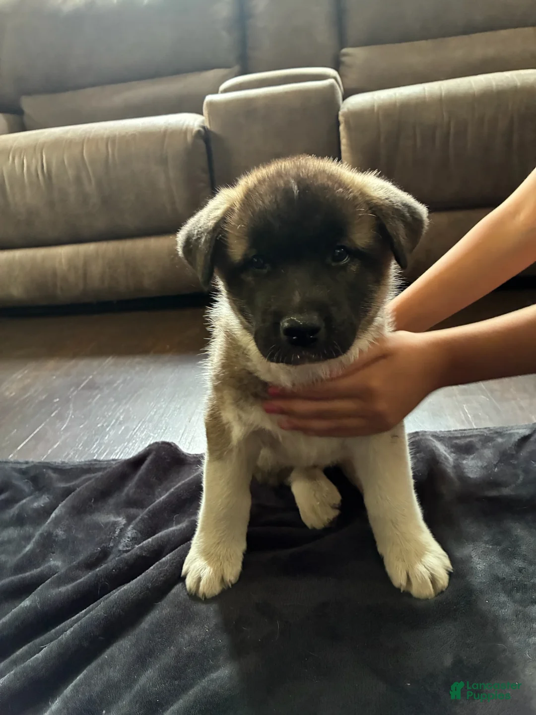 Akita dogs for sale: Akita 3 - Ad 1