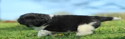 Newfoundland dogs for sale: Ted - Ad 8