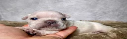 Frenchton dogs for sale: Mr. Archie - Ad 1
