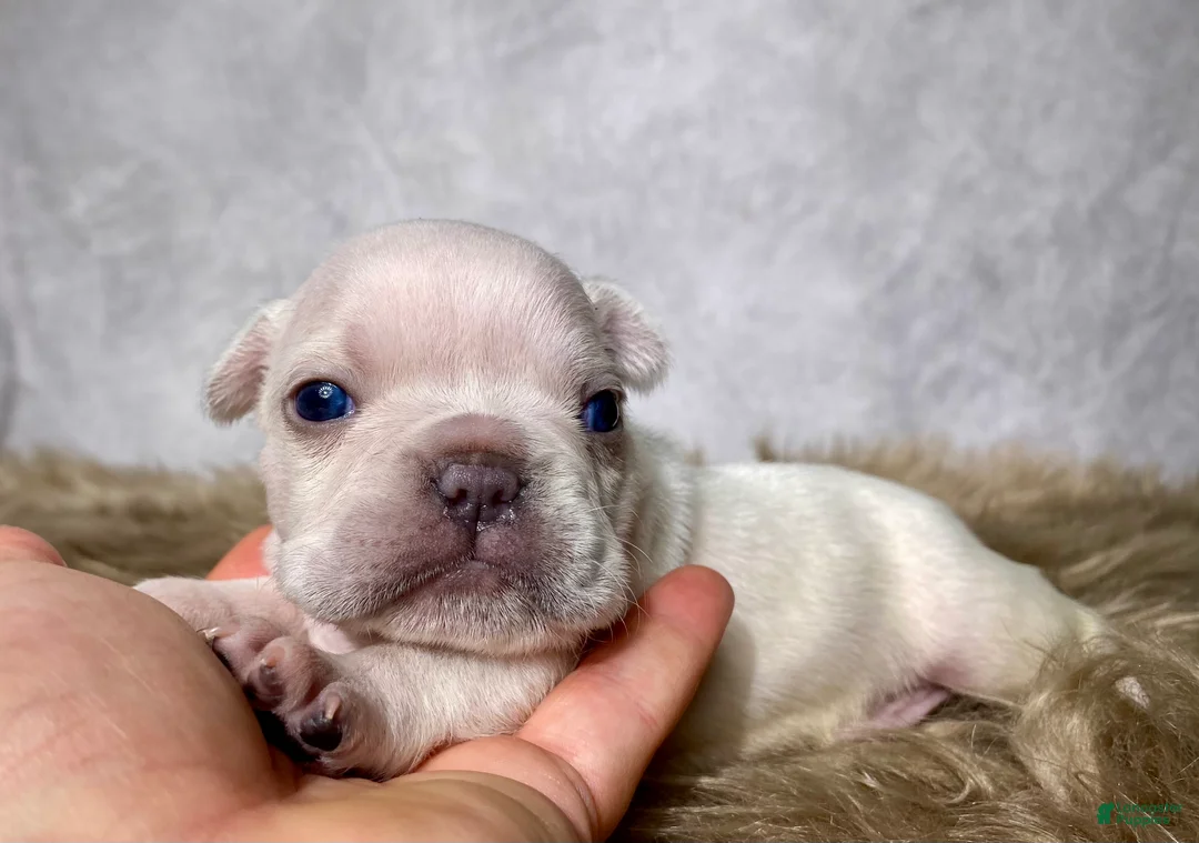 Frenchton dogs for sale: Mr. Archie - Ad 1