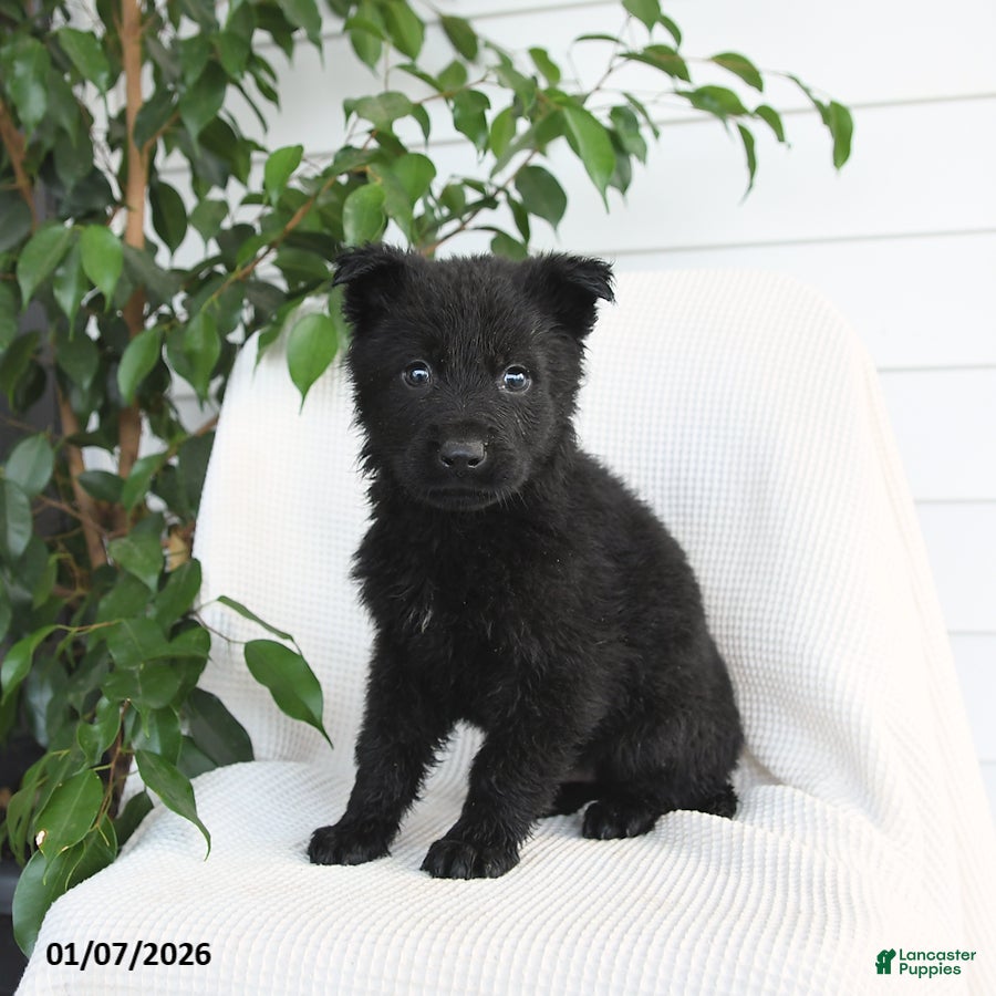 German Shepherd dogs Kip   - Ad 8