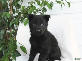 German Shepherd dogs Kip - Ad 35