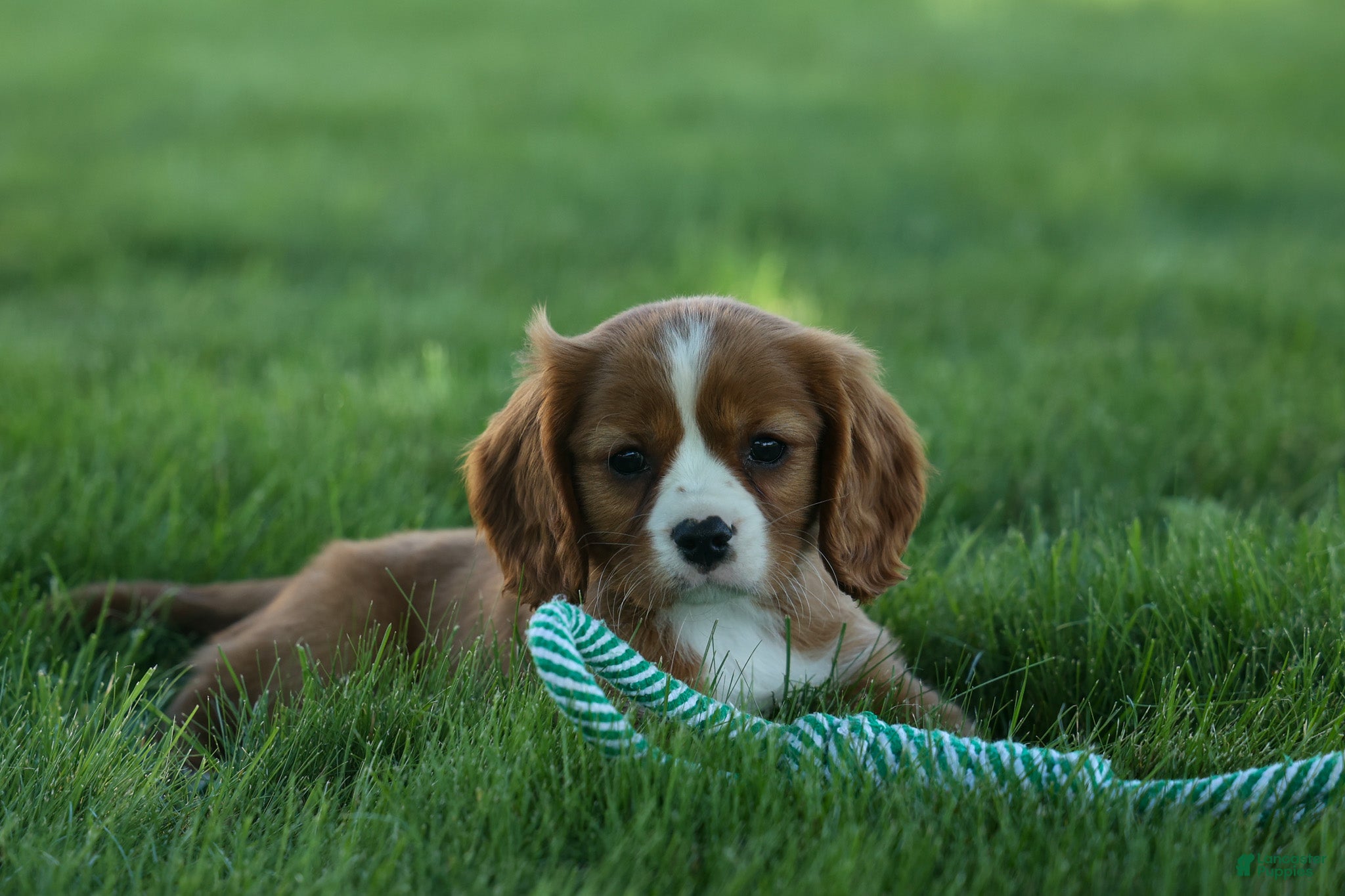 Cavalier King Charles Spaniel dogs Frankie 🐶 - Ad 1