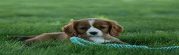 Cavalier King Charles Spaniel dogs for sale: Frankie 🐶 - Ad 6