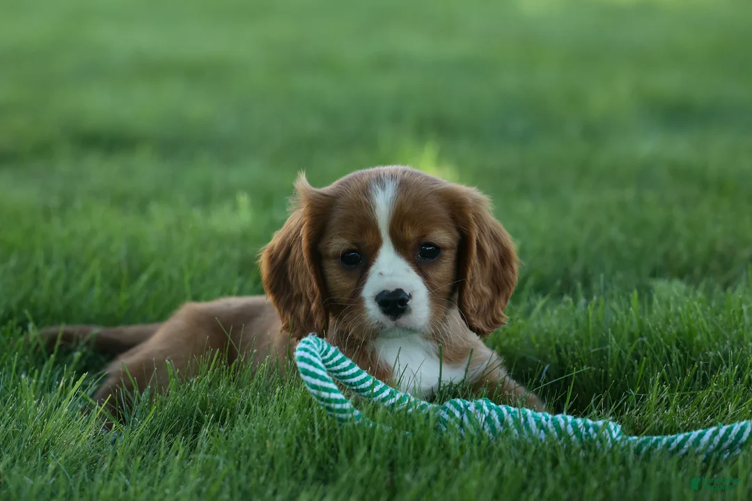 Cavalier King Charles Spaniel dogs for sale: Frankie 🐶 - Ad 1