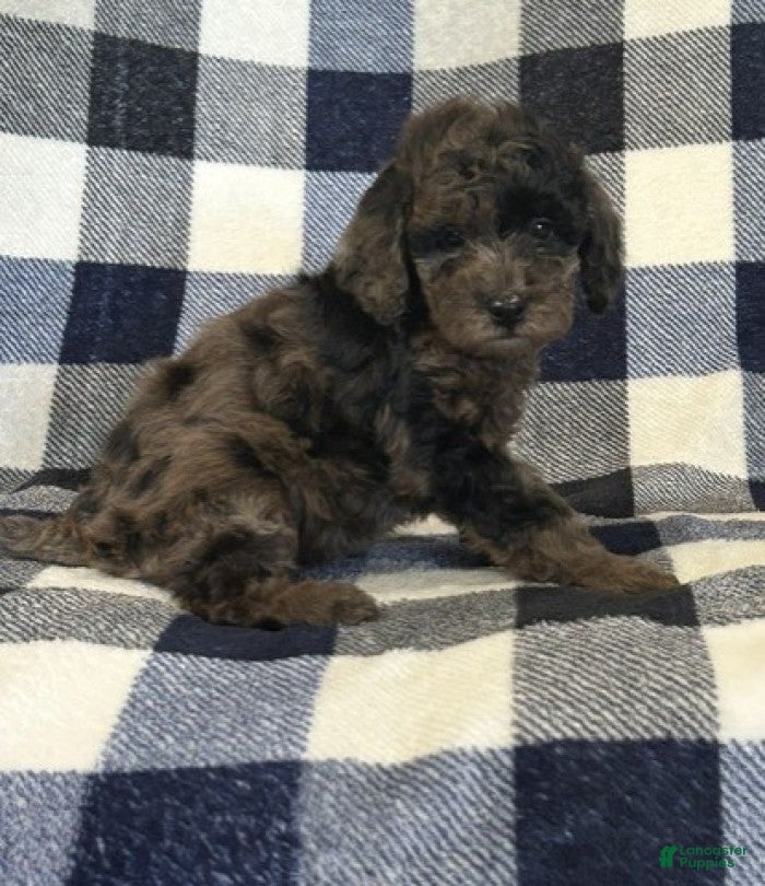 Miniature Poodle dogs for sale: Blue Moon - Ad 3