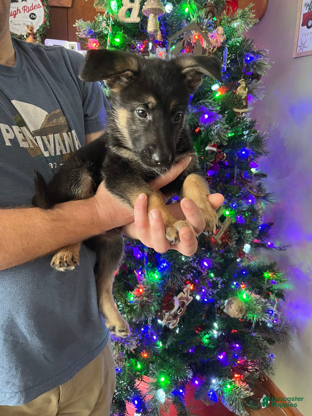 German Shepherd dogs for sale: Karma - Ad 2