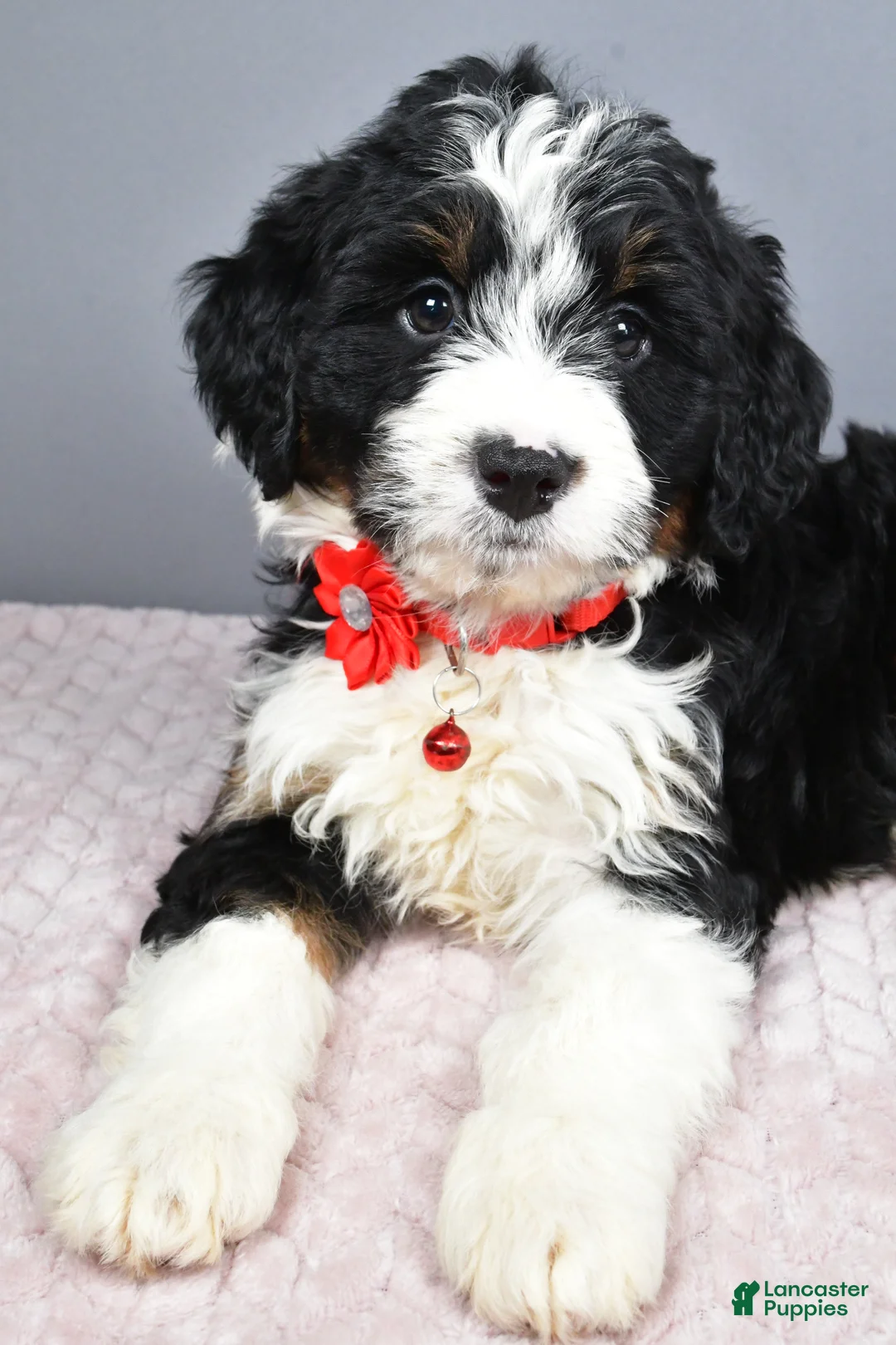 Mini Bernedoodle dogs for sale: Bailey - Ad 5