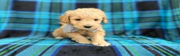 Goldendoodle dogs for sale: Bowden - Ad 3