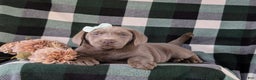 Labrador Retriever dogs for sale: Dori AKC Silver Lab - Ad 8
