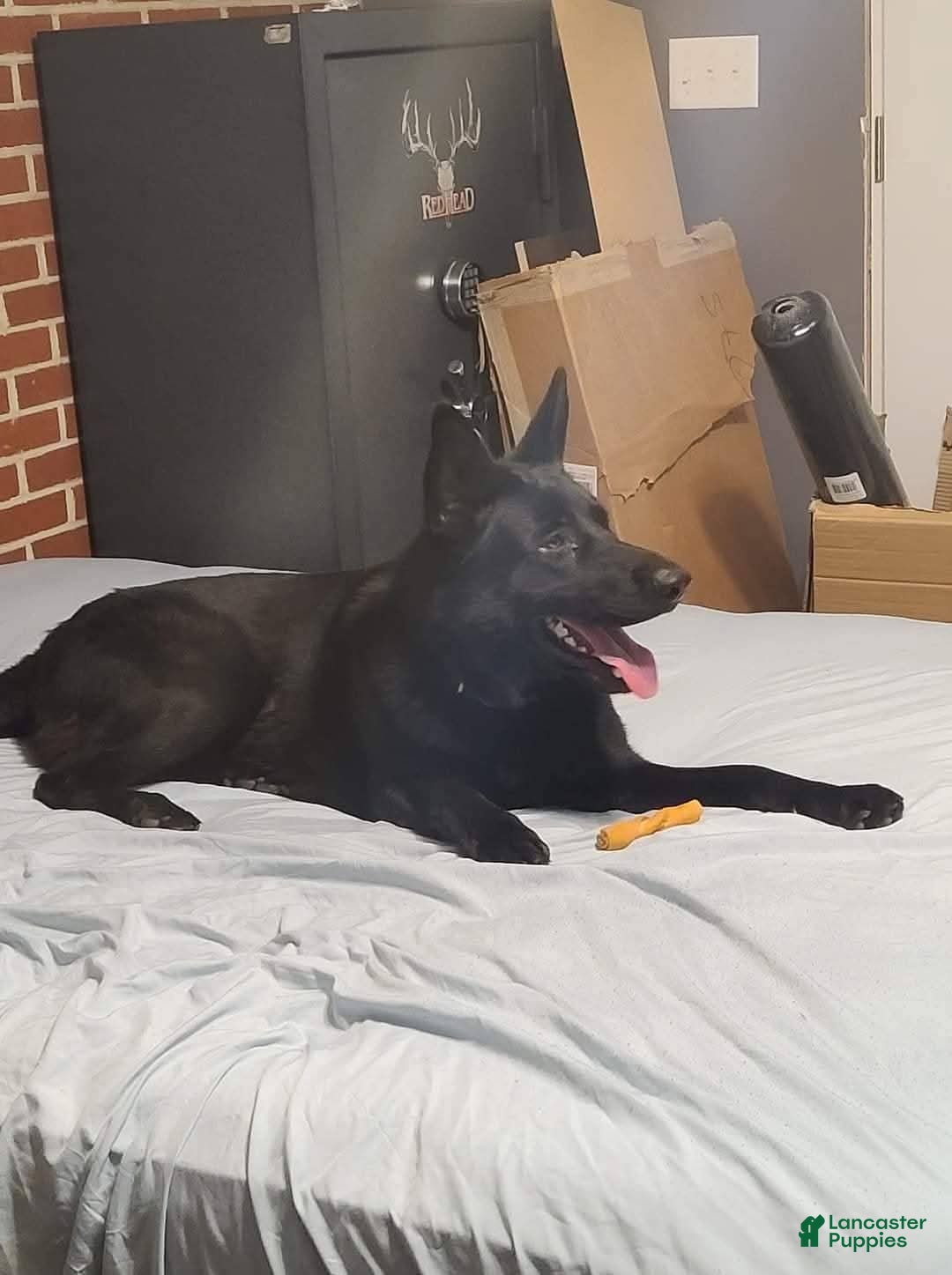 German Shepherd dogs Batman - Ad 2