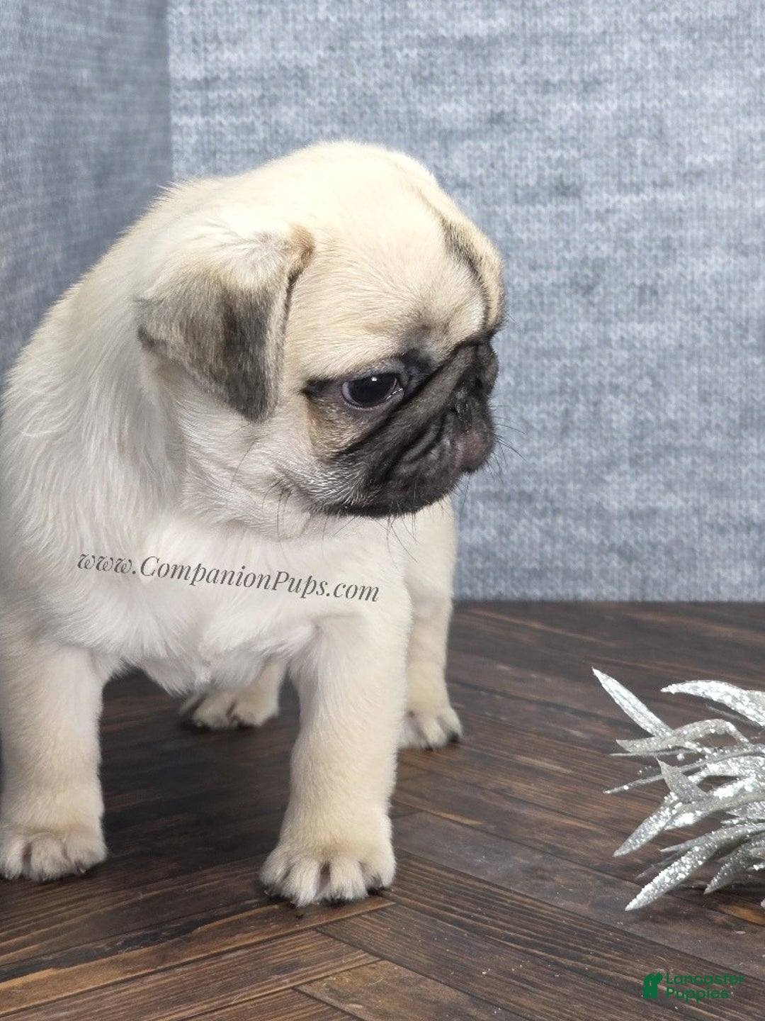 Pug dogs for sale: Excellent Christmas Present! - Silver Fawn Boy - Ad 6