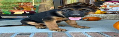 Ziggie