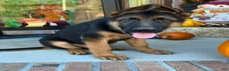 German Shepherd dogs for sale: Ziggie - Ad 1