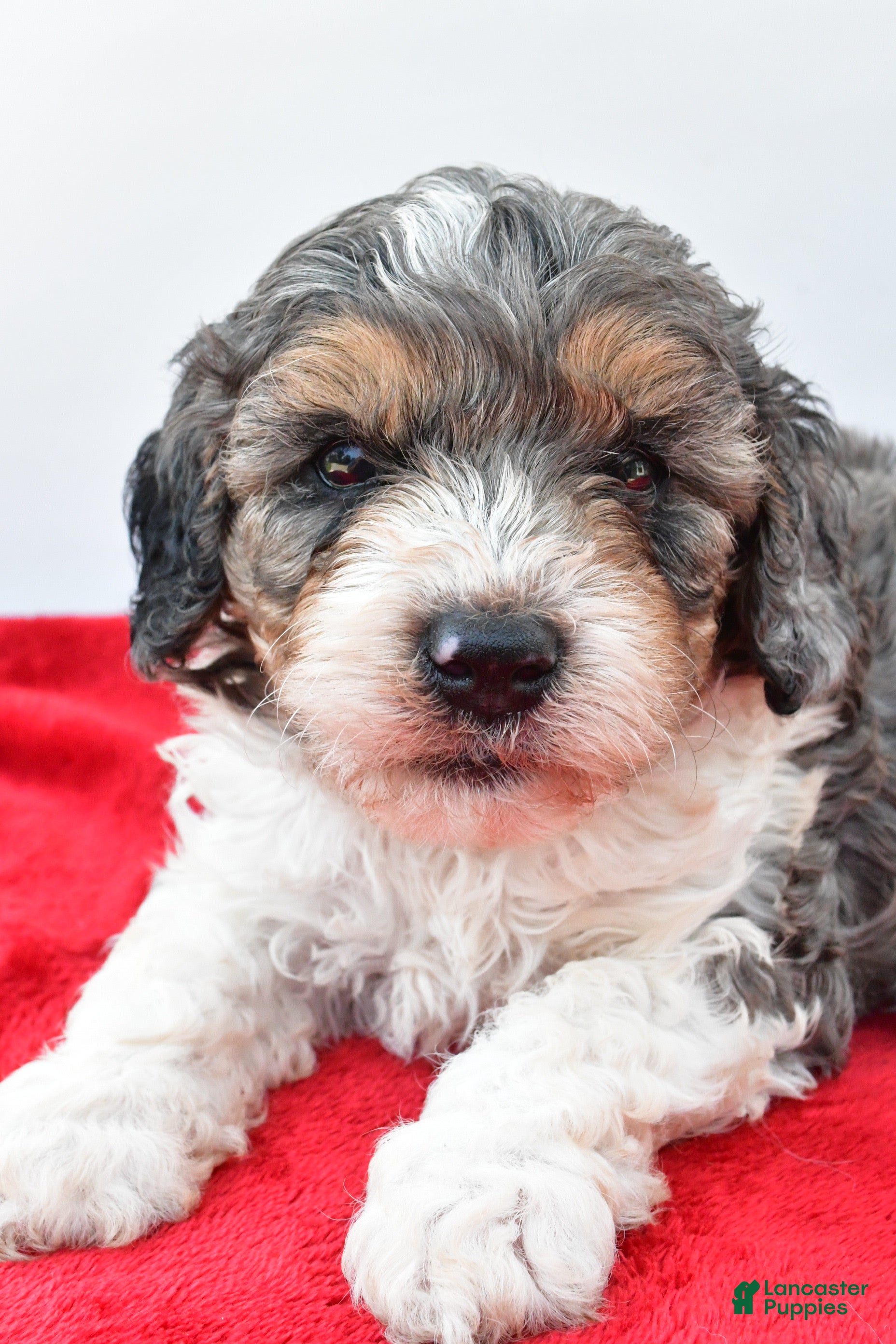 Cavapoo dogs Harper - Ad 2