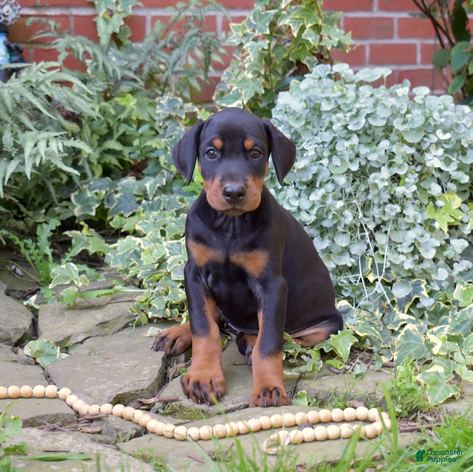 Doberman Pinscher dogs Skye - Ad 1