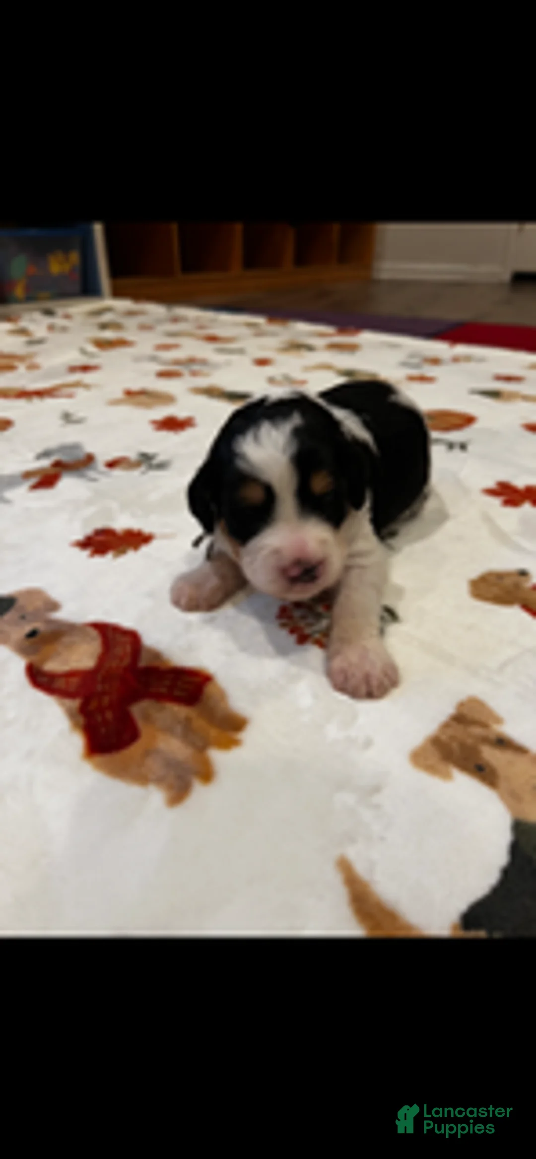 Bernedoodle dogs for sale: Cowboy (Teal Collar) - Ad 4