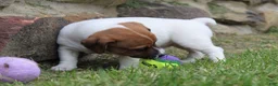 Jack Russell Terrier dogs for sale: Riley - Ad 4