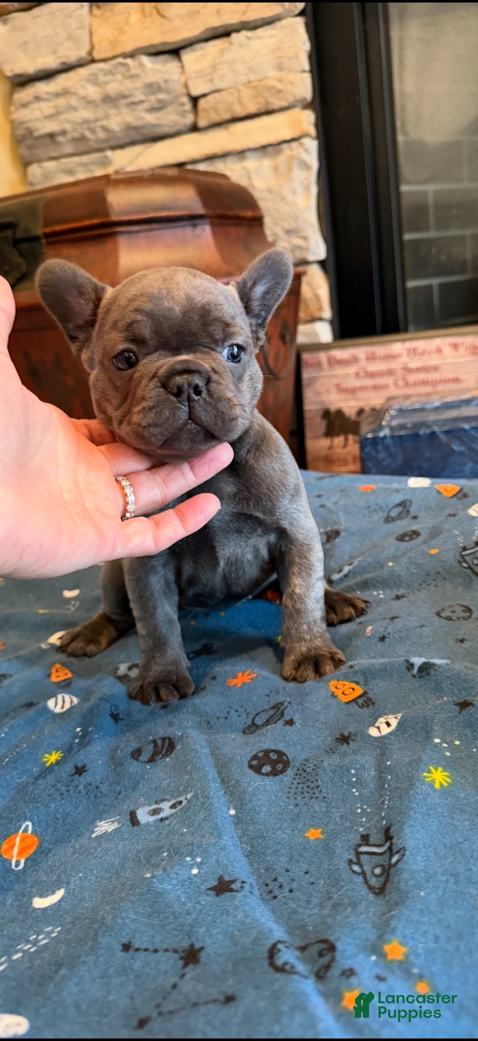 French Bulldog dogs Geno - Ad 1