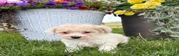 Bichpoo dogs for sale: Fluffy - Ad 3