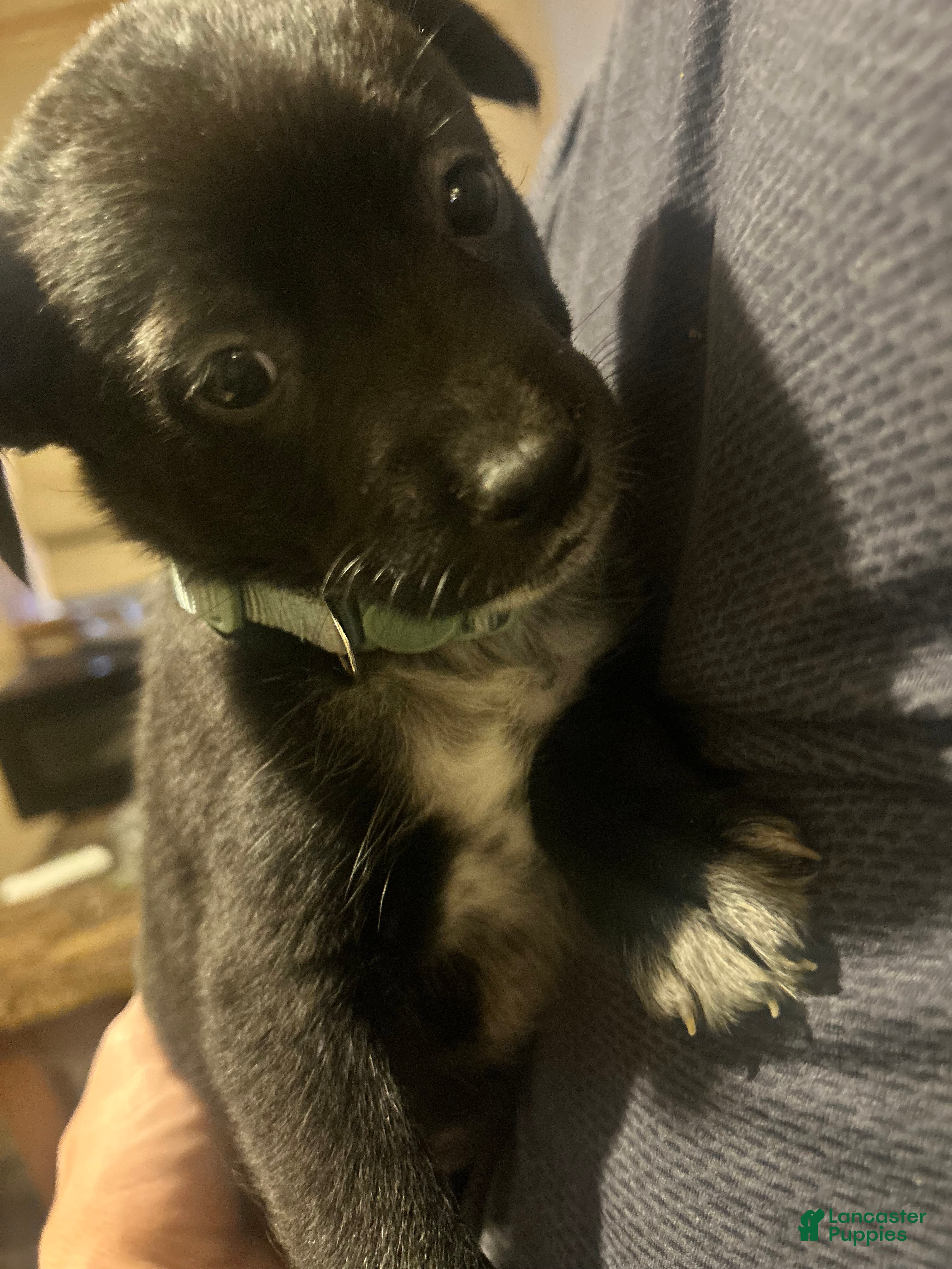 Mixed Breed dogs Sally  - Ad 24