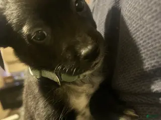 Mixed Breed dogs Sally - Ad 20