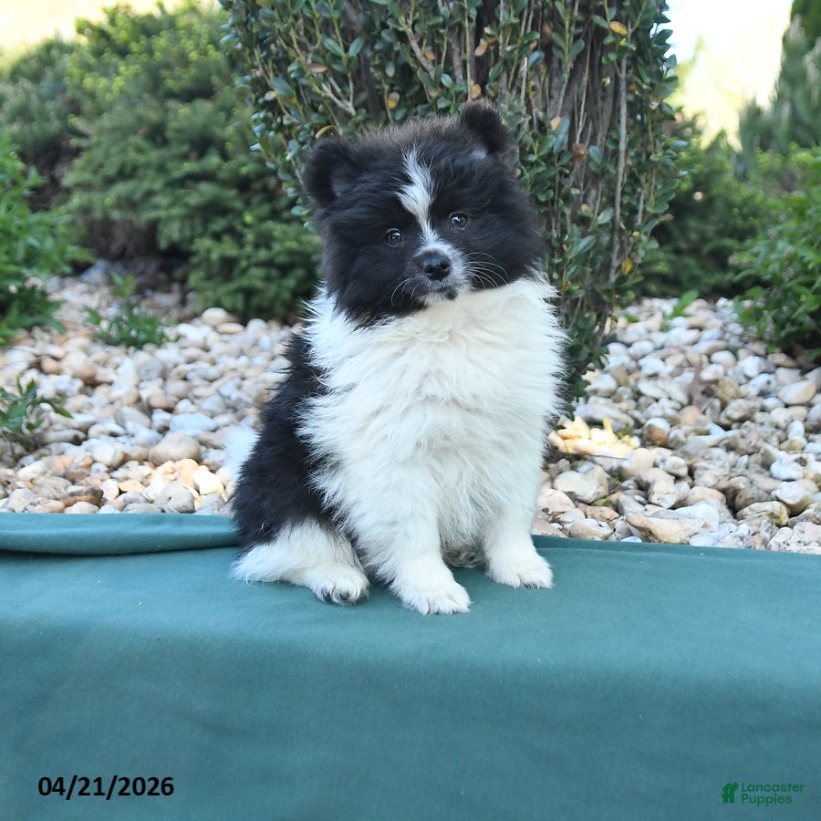 Pomeranian dogs Pete - Ad 1