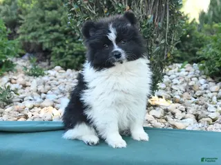 Pomeranian dogs for sale: Pete - Ad 2