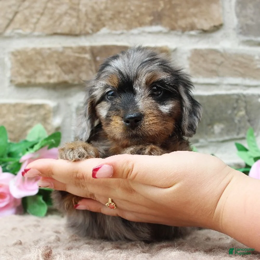 Miniature Dachshund dogs for sale: Poppy - Ad 2