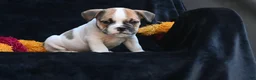 Mixed Breed dogs for sale: Jax - Ad 6