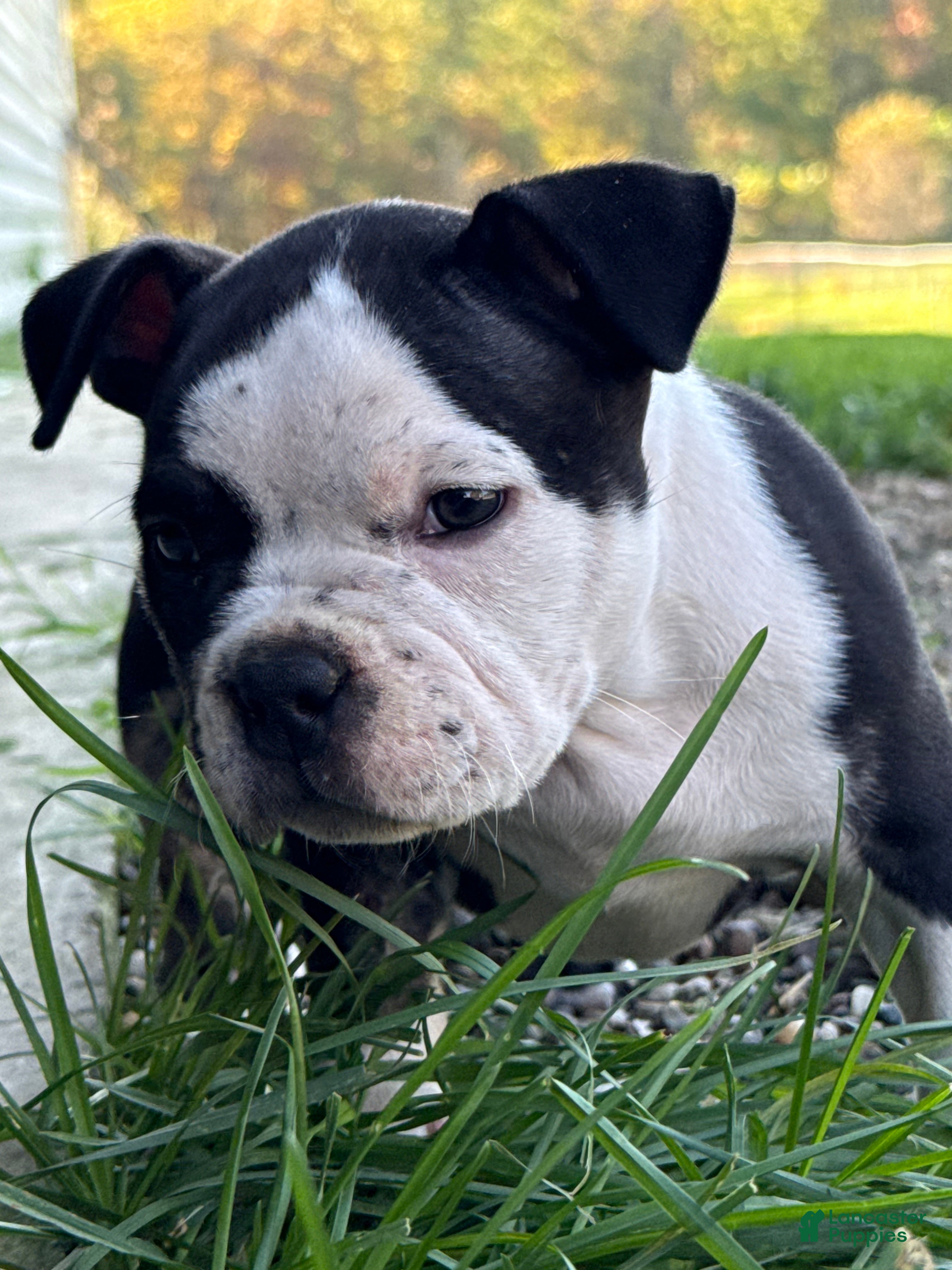 American Bully dogs Black Ticked Trindle 2 - Ad 1