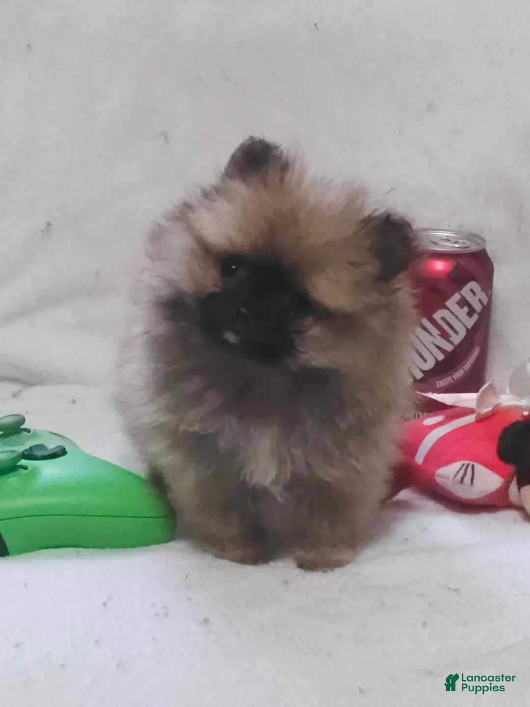 Pomeranian dogs for sale: Rocky - Ad 1