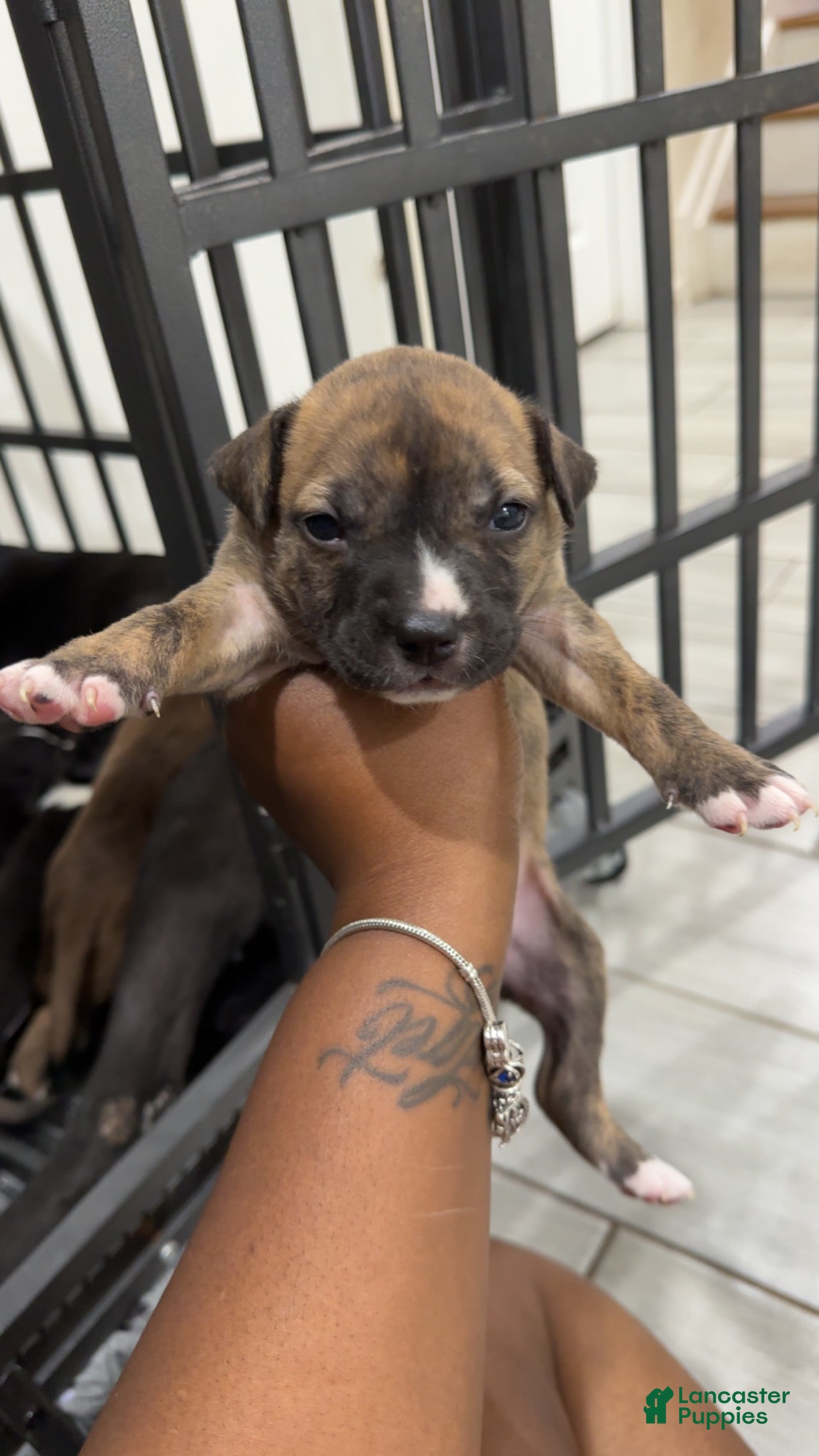 American Pit Bull Terrier dogs American Pit Bull Terrier 2 - Ad 40