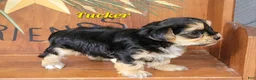 Morkie dogs for sale: Tucker - Ad 3