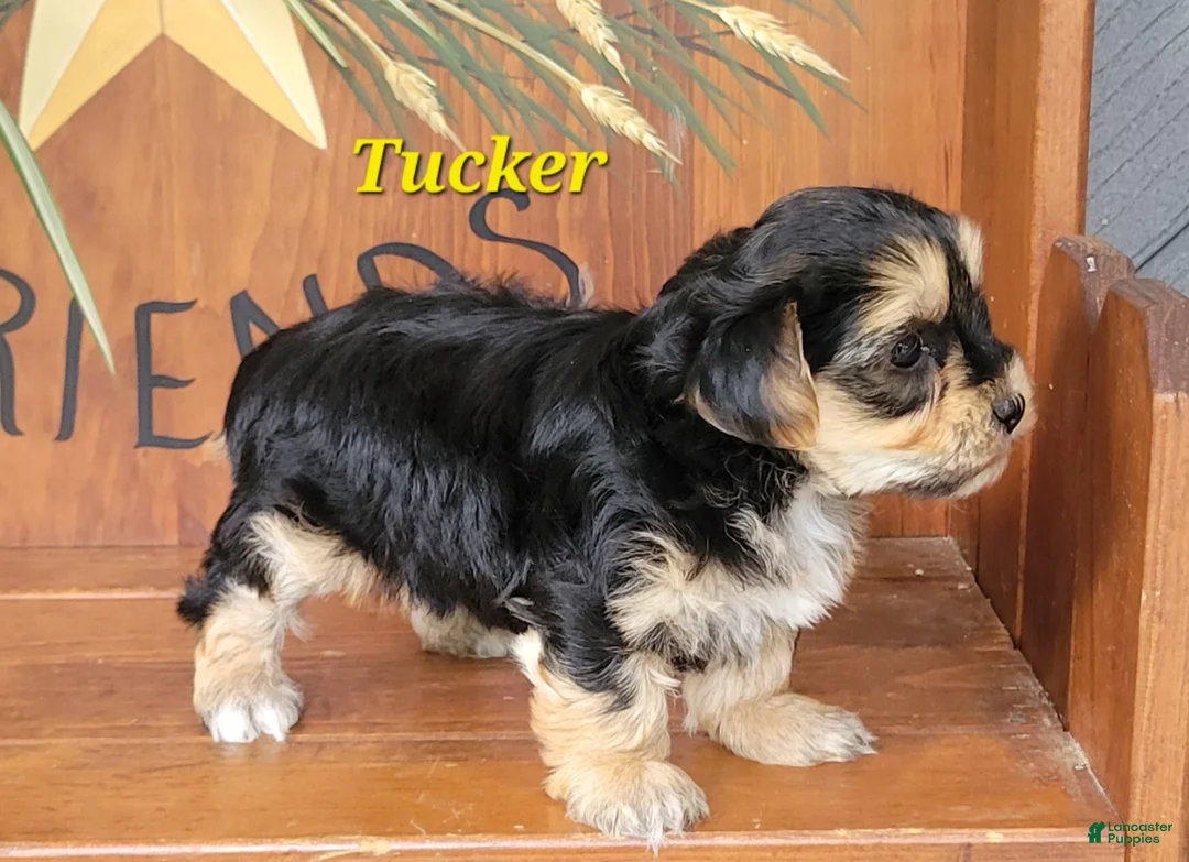 Morkie dogs for sale: Tucker - Ad 3