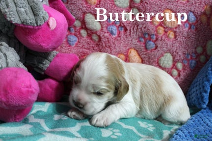 Cocker Spaniel dogs Buttercup - Ad 12