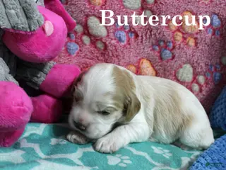 Cocker Spaniel dogs Buttercup - Ad 12