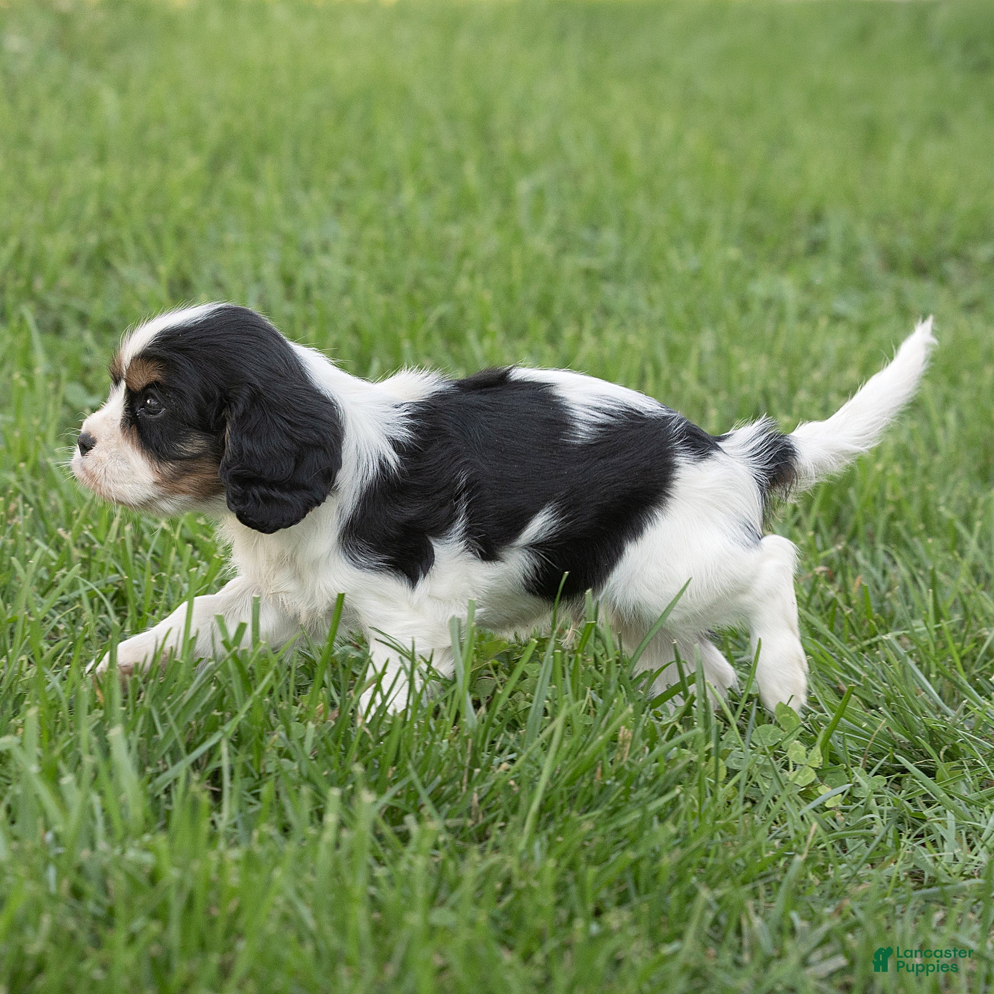 Cavalier King Charles Spaniel dogs Brian Cavalier King Charles Spaniel  - Ad 2