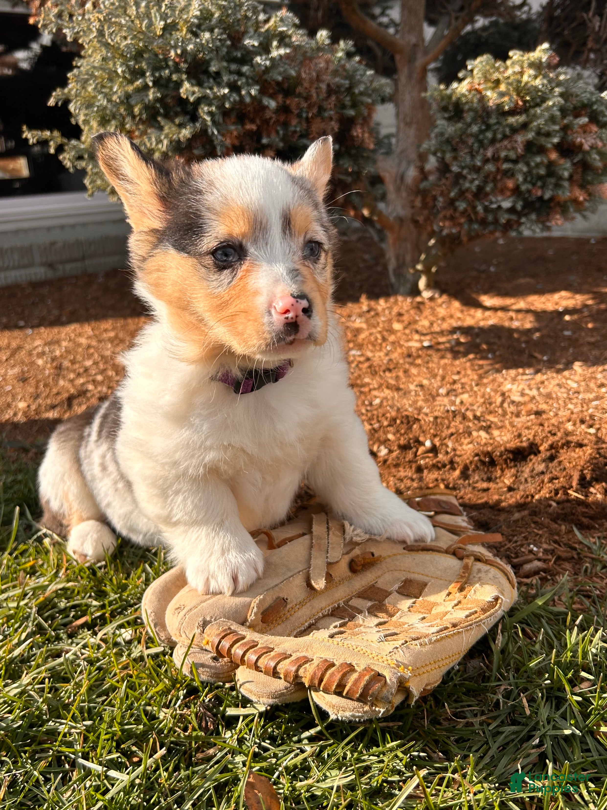 Welsh Corgi Pembroke dogs Dixie - Ad 2
